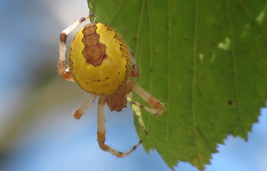 Araneus marmoreus